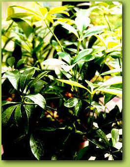 Arboricola
